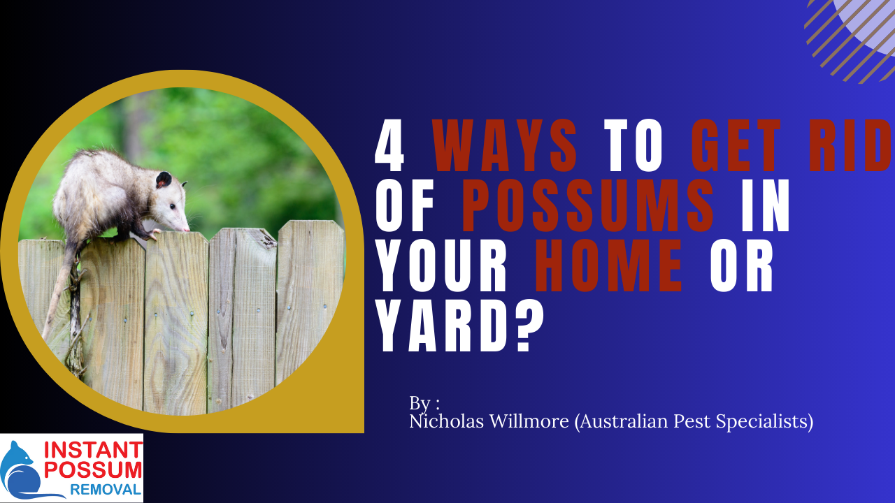 4 Ways To Get Rid of Possums in Your Home or Yard?