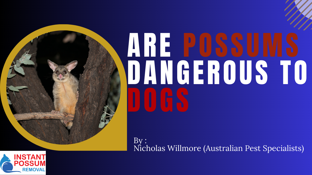 Are Possums Dangerous To Dogs?