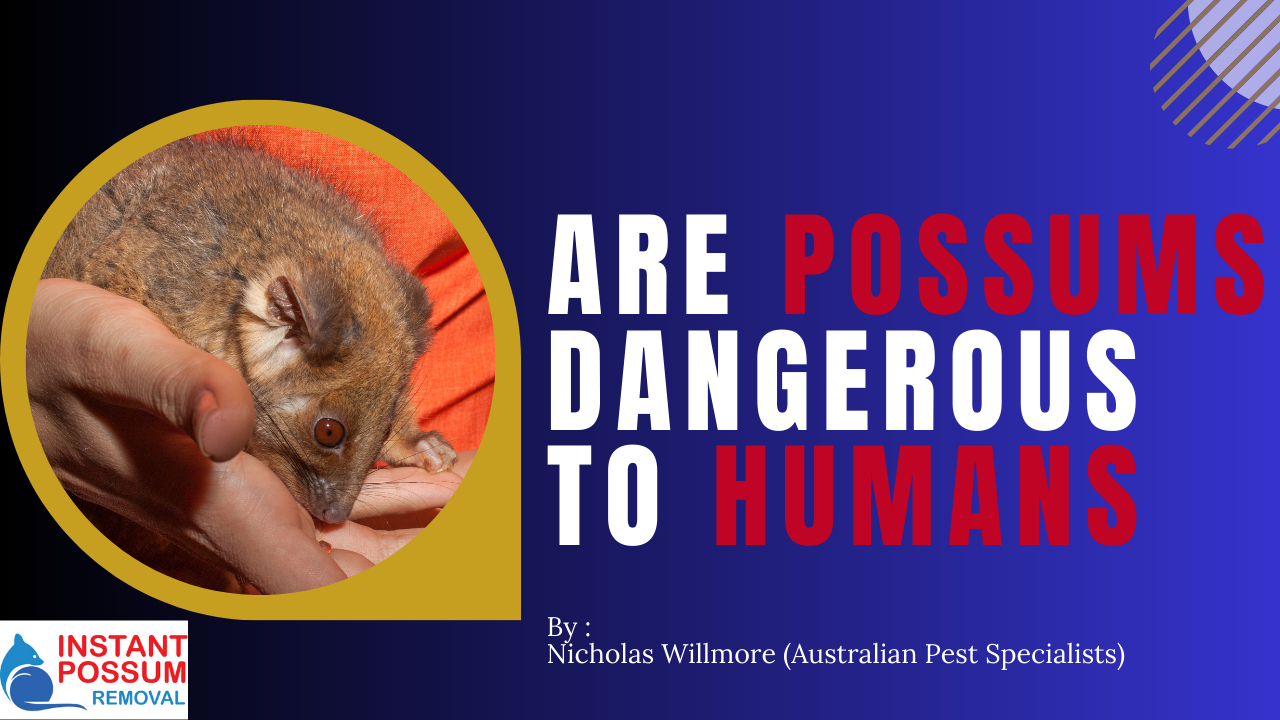 Are Possums Dangerous To Humans