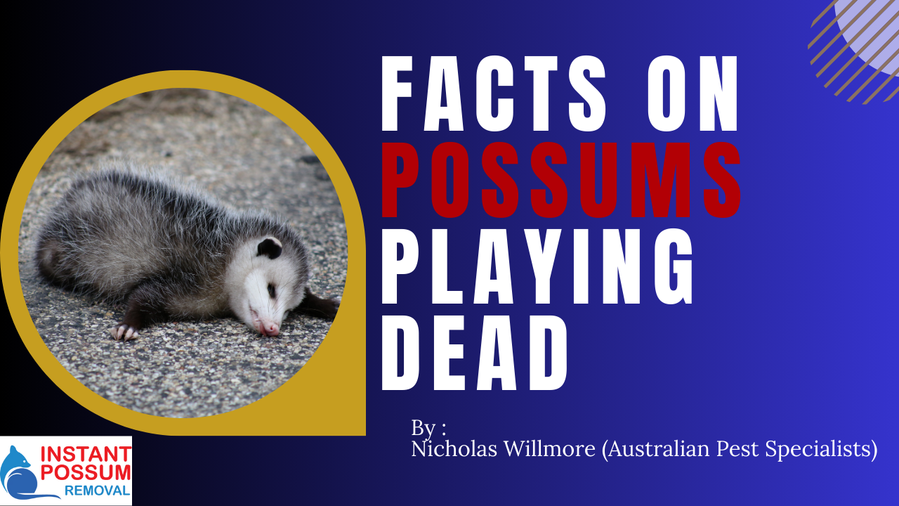 Facts On Possums Playing Dead