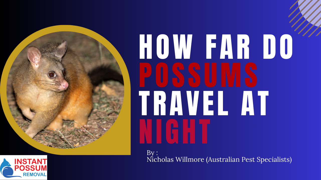 How Far Do Possums Travel At Night