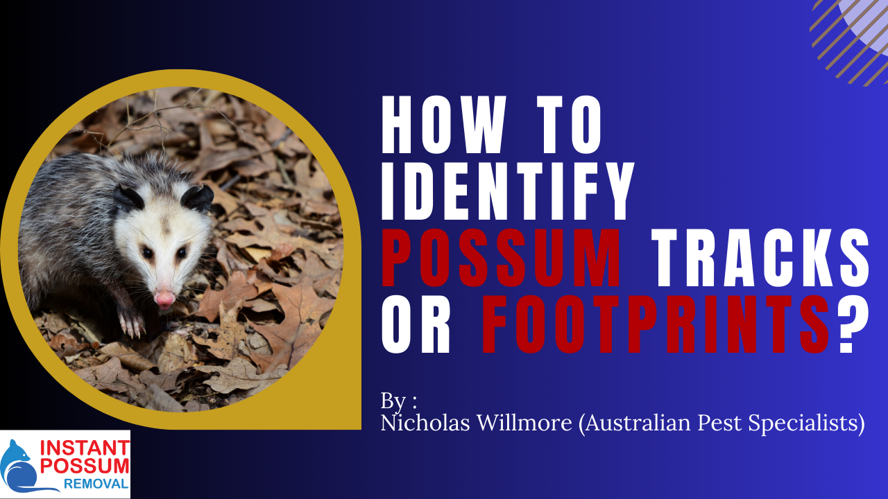 How To Identify Possum Tracks Or Footprints?