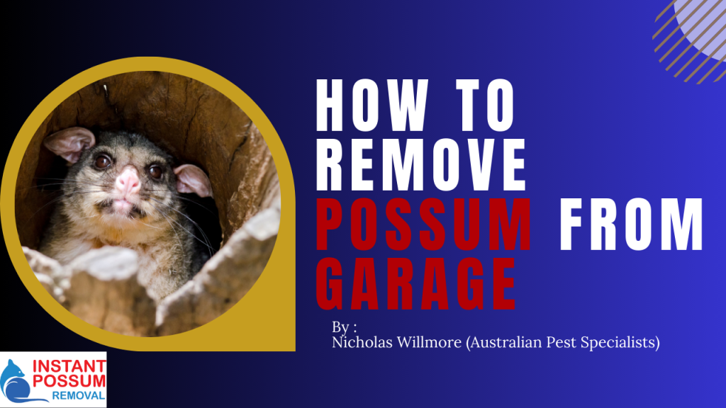 How To Solve Possums Nesting In Your Home