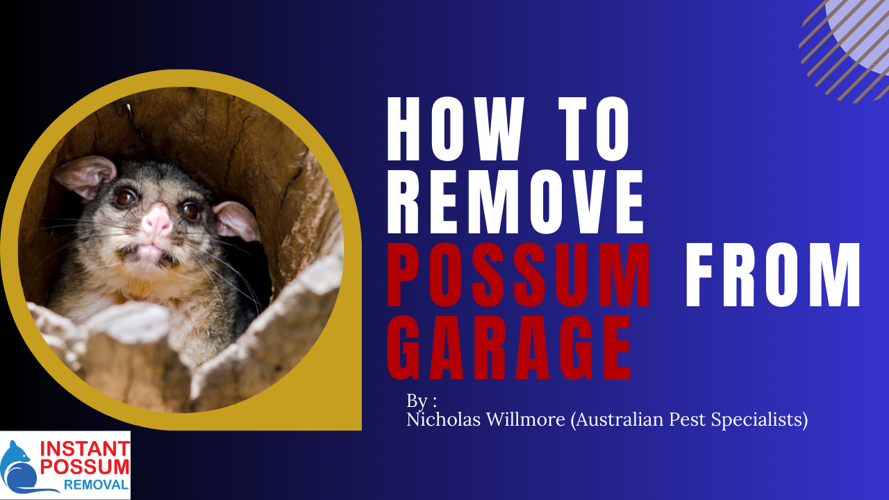 How To Remove Possum From Garage