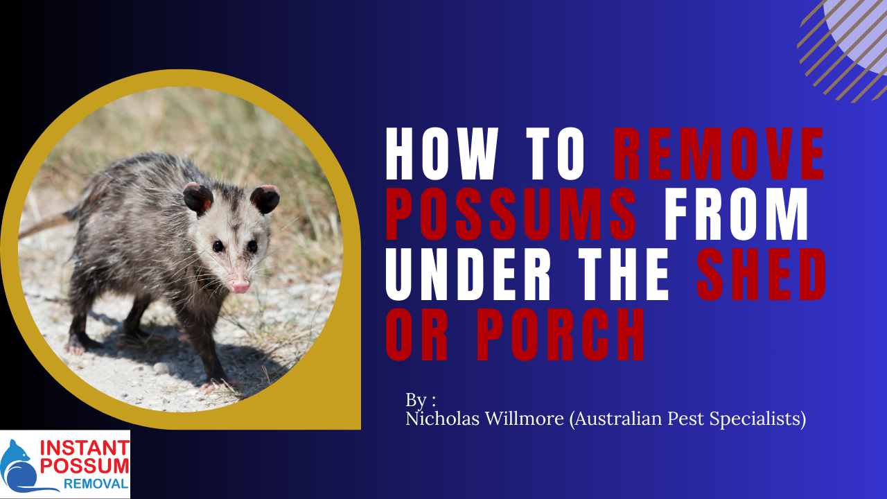 How to Remove Possums from Under the Shed or Porch