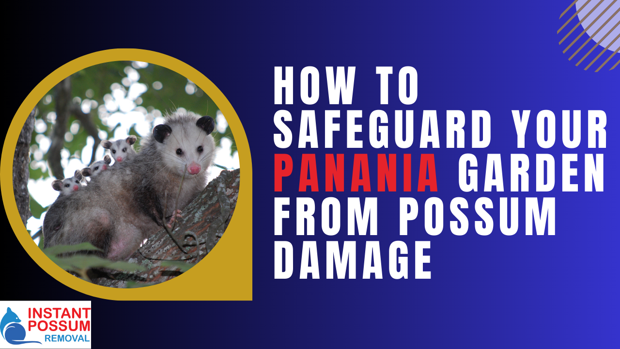 How to Safeguard Your Panania Garden from Possum Damage