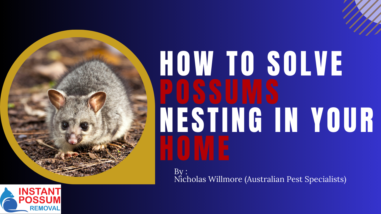 How to Solve Possums Nesting in Your Home