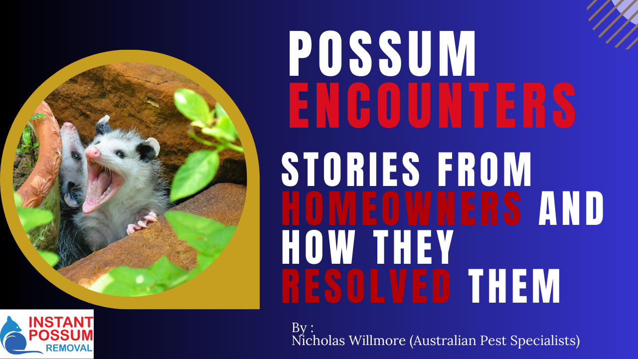 Possum Encounters: Stories from Homeowners and How They Resolved Them