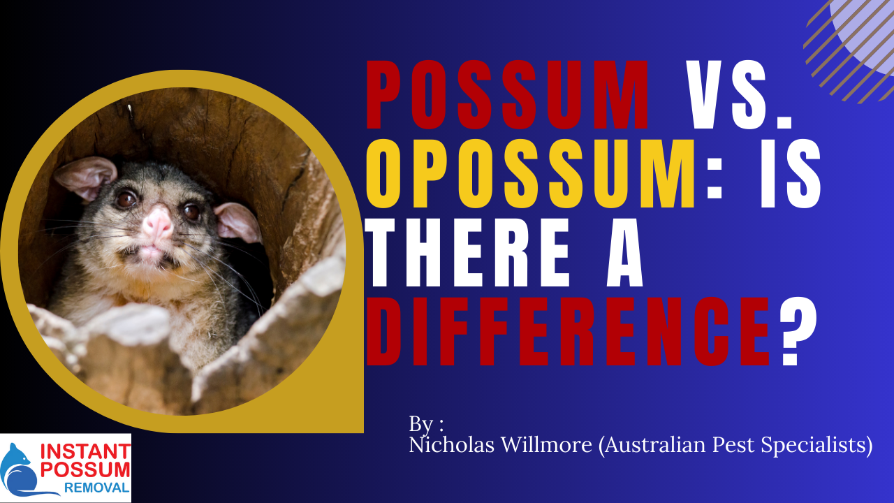 So, next time you encounter one, remember the distinction between possums and opossums!