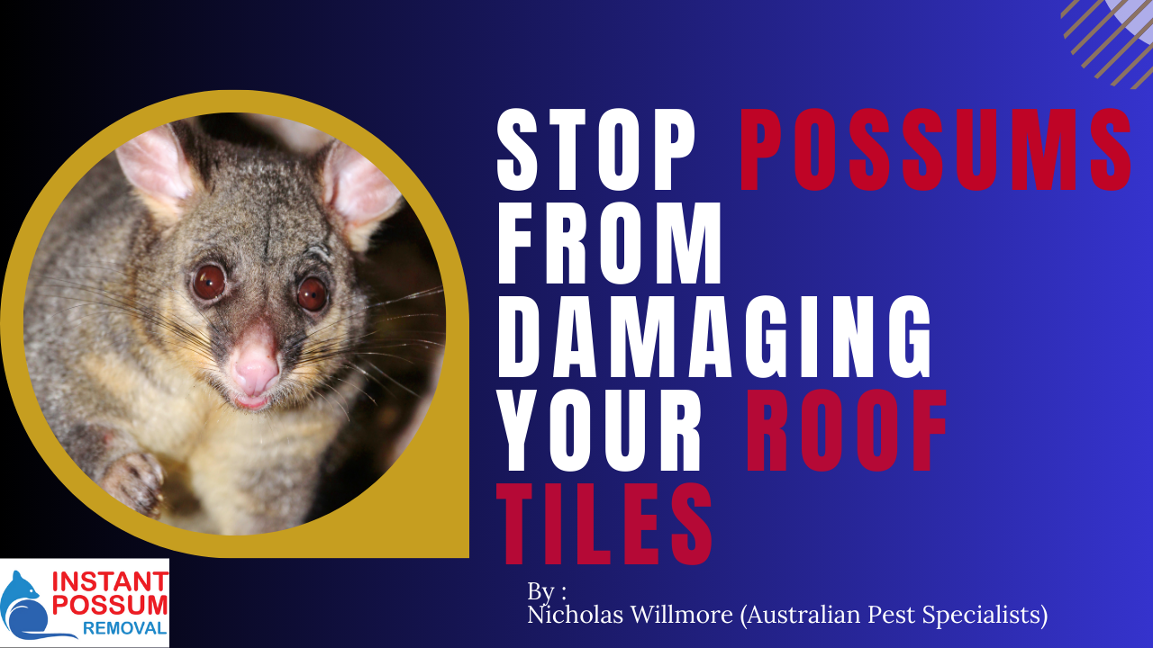 Stop Possums From Damaging Your Roof Tiles