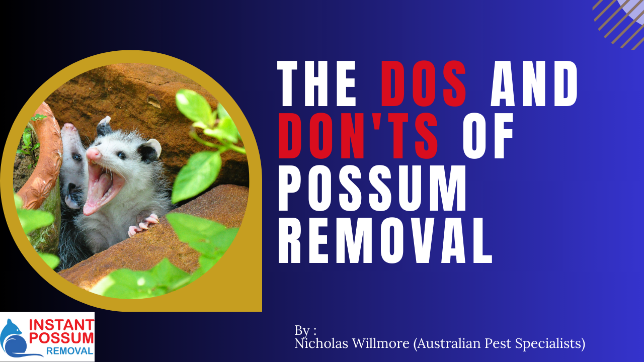The Dos and Don'ts of Possum Removal