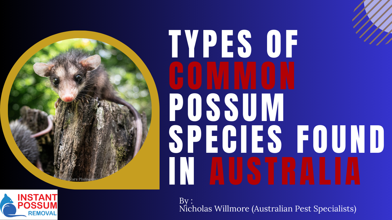 Types of Common Possum Species Found in Australia
