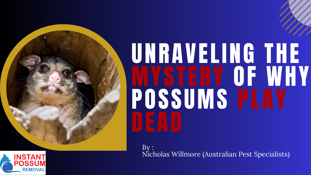 Unraveling The Mystery Of Why Possums Play Dead
