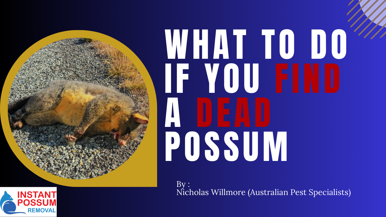 What To Do If You Find A Dead Possum