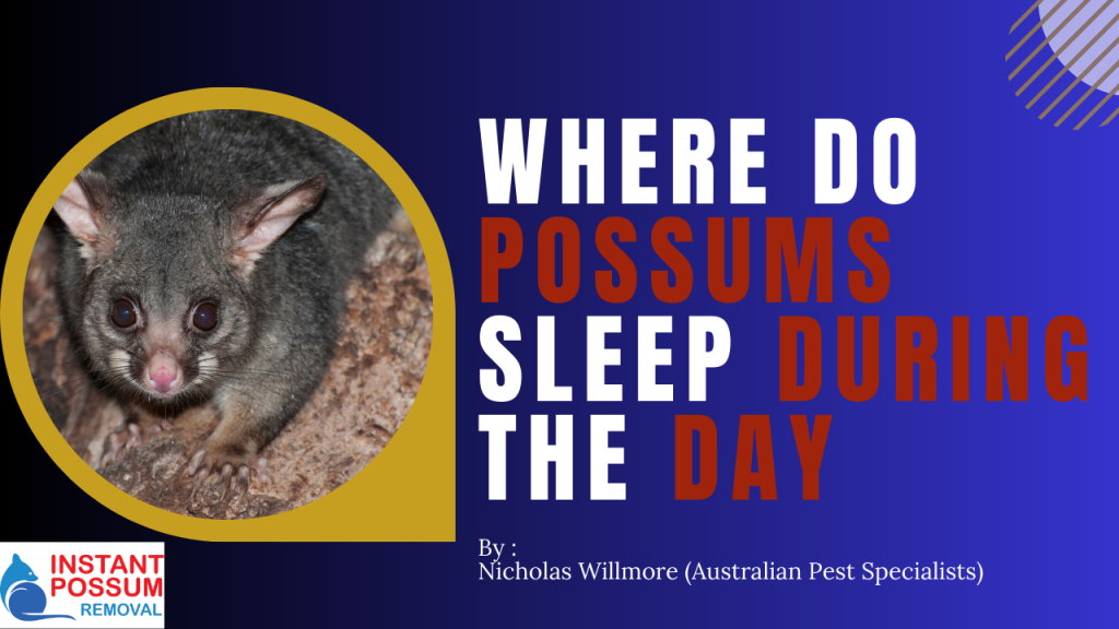 What Does Possum Poop Look Like - Instant Possum Removal