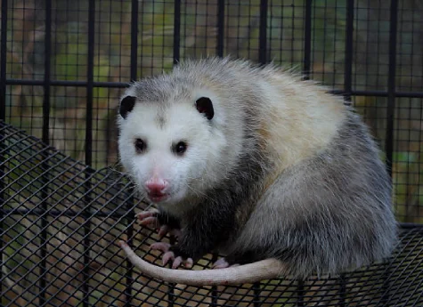 Commercial Possum Control