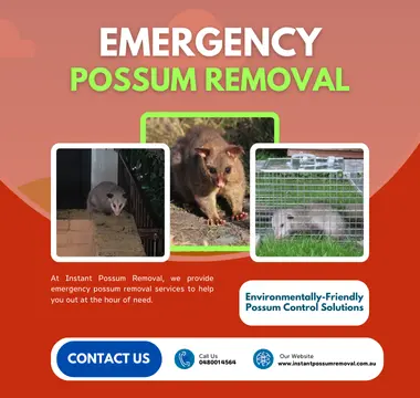 Emergency Possum Removal