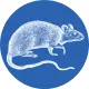 Honey possum