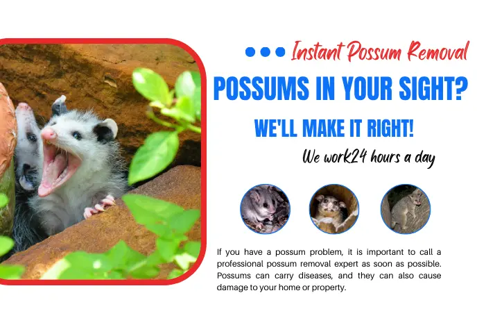 Possums in Your Sight