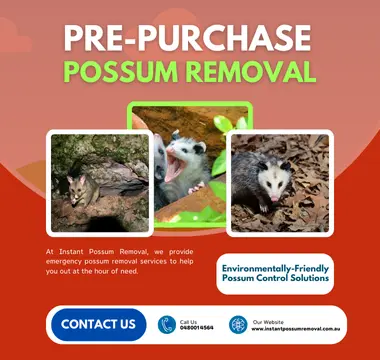Pre-purchase Possum Inspection