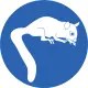Pygmy Possum
