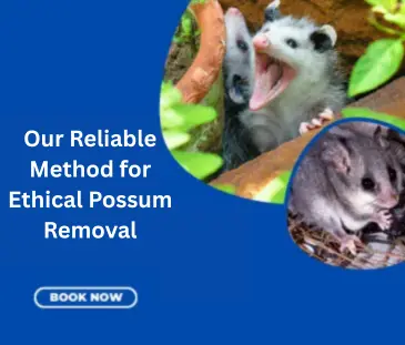 Steps To A Successful Possum Removal
