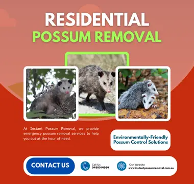 Possums in Your Sight