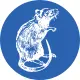 Scaly-tailed possum