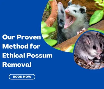 Steps To A Successful Possum Removal
